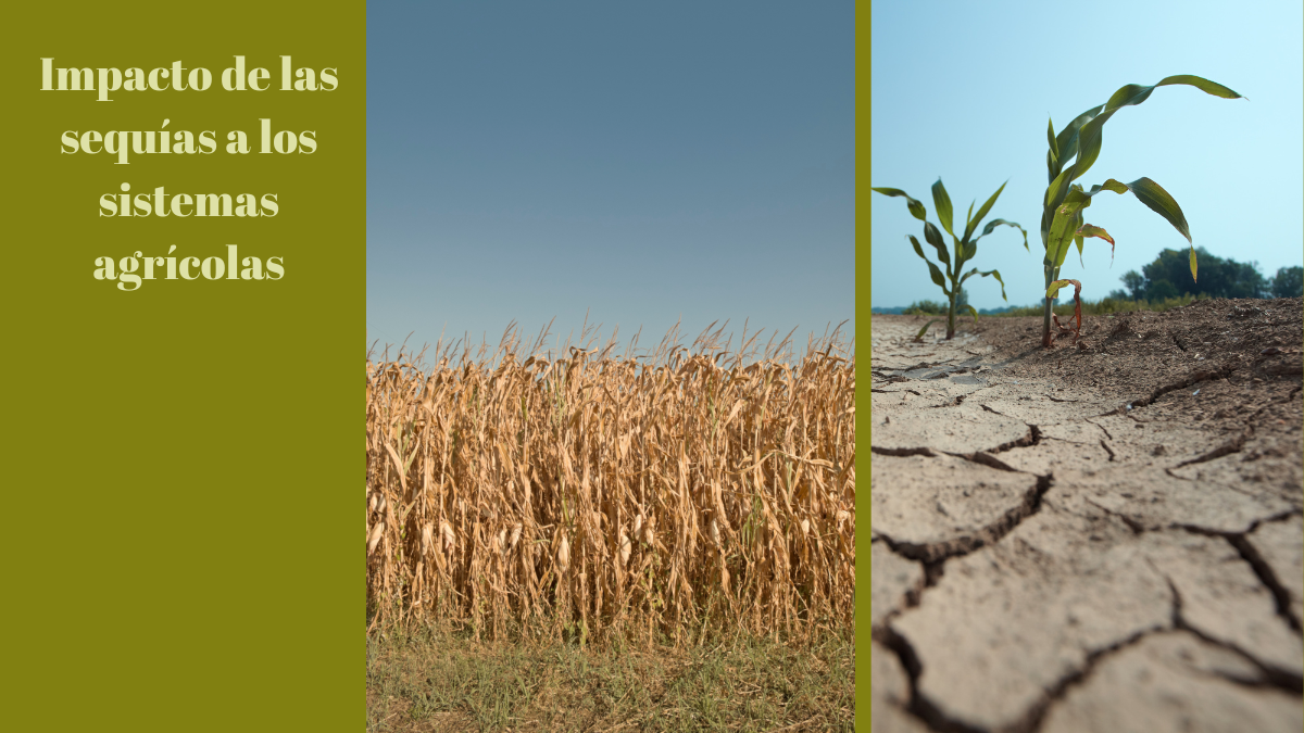 Impacto de las sequías a los sistemas agrícolas. RD..